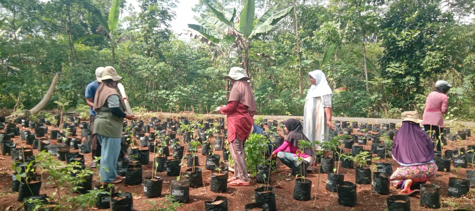Kegiatan KWT Sekar Tanjung Dus...